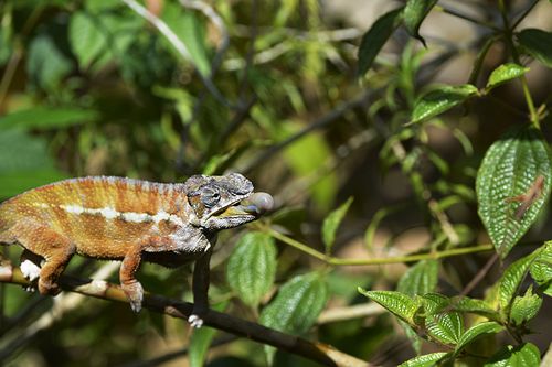 吃蝴蝶变色龙游戏下载_吃蝴蝶变色龙官网下载_安卓苹果app