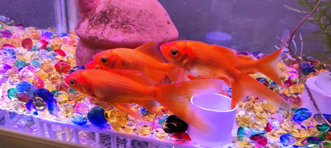 红鲤鱼最全游戏攻略解说_红鲤鱼最新游戏技巧通关