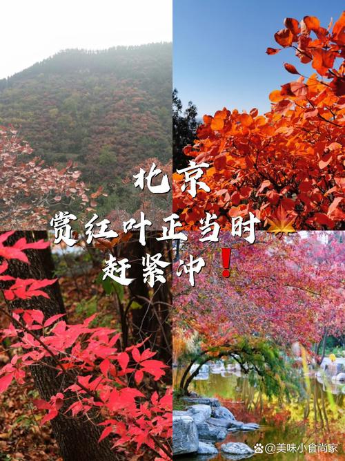 红叶知秋最全游戏攻略解说_红叶知秋最新游戏技巧通关