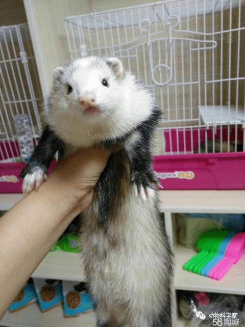 紫金花狐貂最全游戏攻略解说_紫金花狐貂最新游戏技巧通关