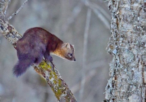 紫金花狐貂最全游戏攻略解说_紫金花狐貂最新游戏技巧通关