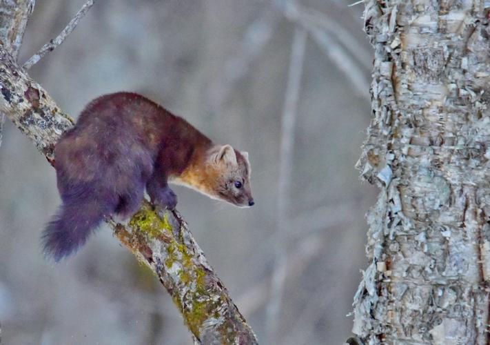 紫金花狐貂最全游戏攻略解说_紫金花狐貂最新游戏技巧通关