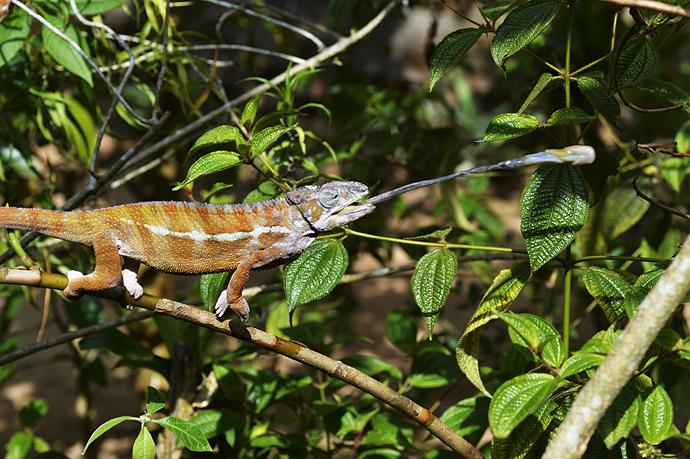 吃蝴蝶变色龙游戏下载_吃蝴蝶变色龙官网下载_安卓苹果app