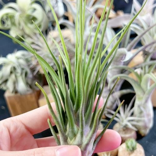 章鱼精最全游戏攻略解说_章鱼精最新游戏技巧通关