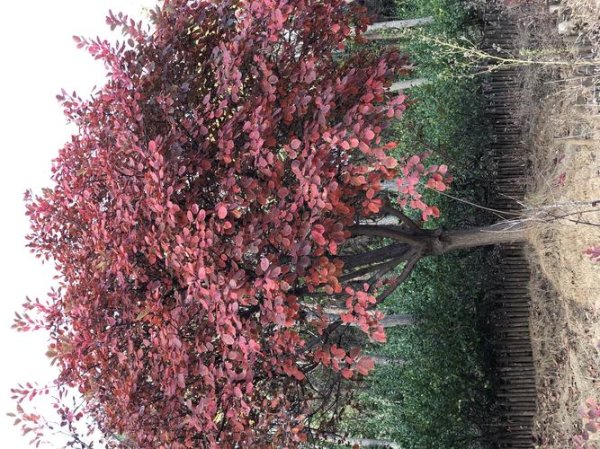 秋红叶最全游戏攻略解说_秋红叶最新游戏技巧通关