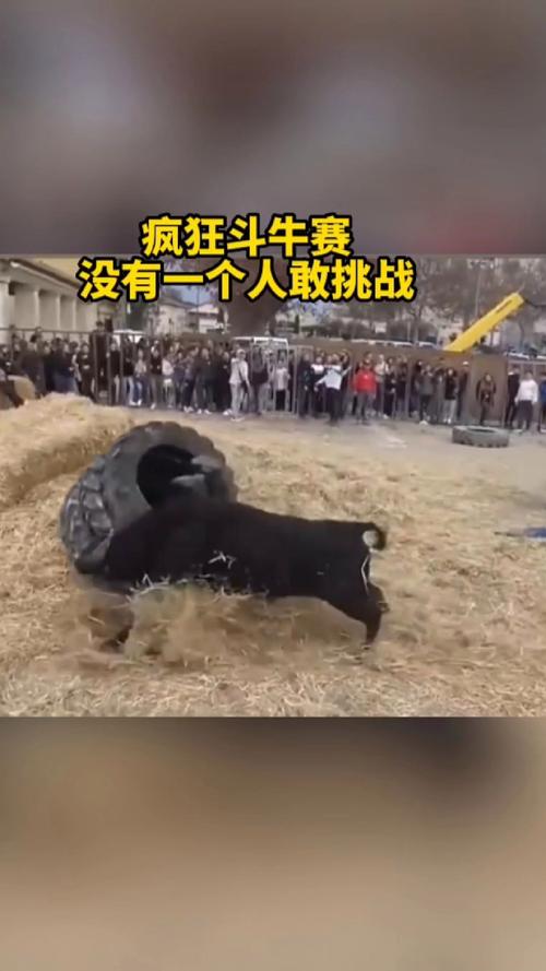 疯狂斗牛最全游戏攻略解说_疯狂斗牛最新游戏技巧通关