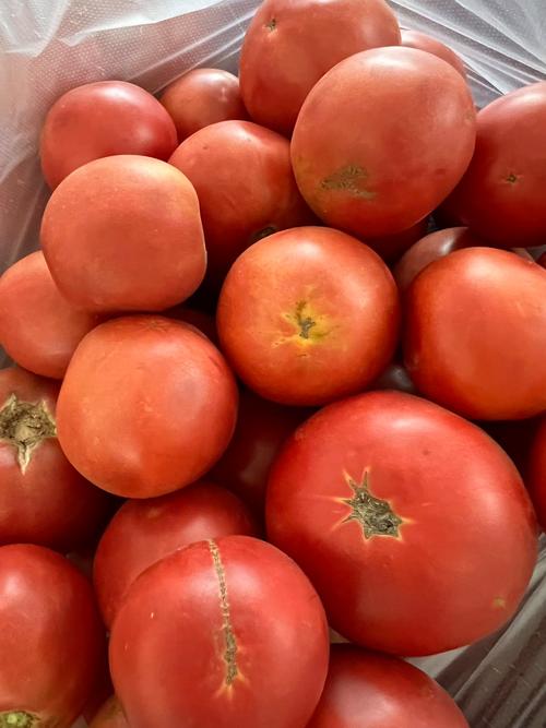 番茄大战超详细攻略解说_番茄大战最新技巧通关