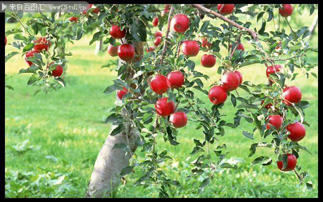 18棵苹果树游戏下载_18棵苹果树官网下载_安卓苹果app