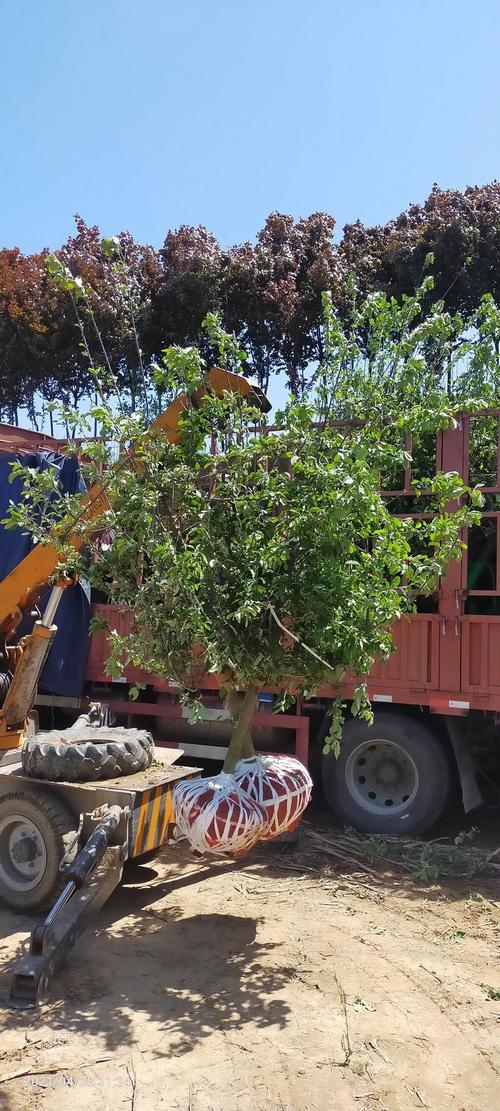 18棵苹果树游戏下载_18棵苹果树官网下载_安卓苹果app