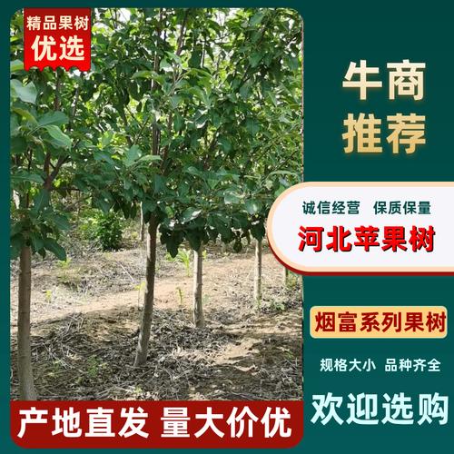 18棵苹果树游戏下载_18棵苹果树官网下载_安卓苹果app