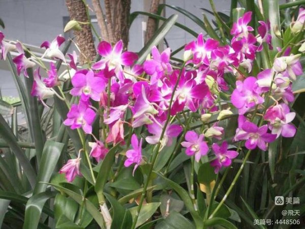 王者兰最全游戏攻略解说_王者兰最新游戏技巧通关