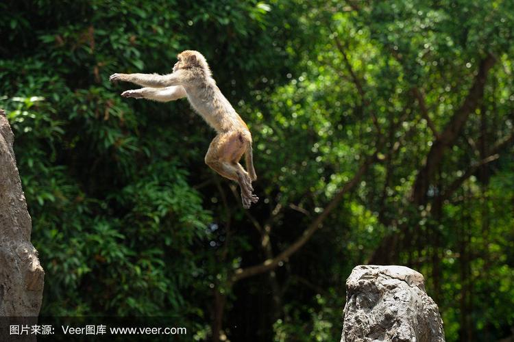 猴子跳跃最全游戏攻略解说_猴子跳跃最新游戏技巧通关