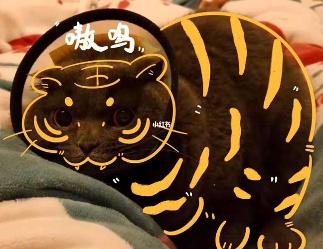 猫猫虎最全游戏攻略解说_猫猫虎最新游戏技巧通关