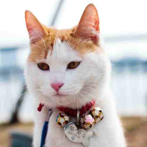 猫猫虎最全游戏攻略解说_猫猫虎最新游戏技巧通关