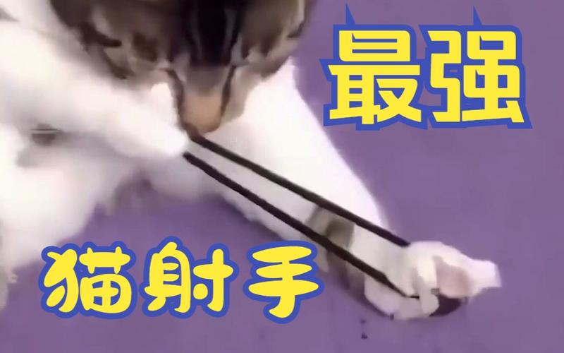 猫射手实用游戏攻略大全_猫射手最新玩法技巧解析