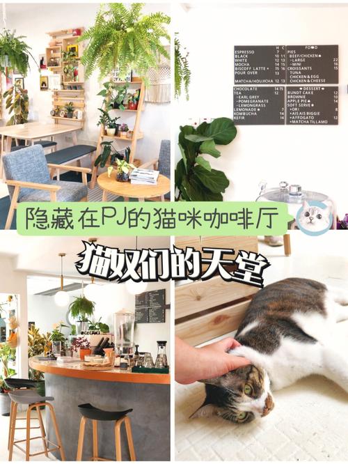 猫咪咖啡厅最全经营攻略_猫咪咖啡厅最新趣味玩法指南