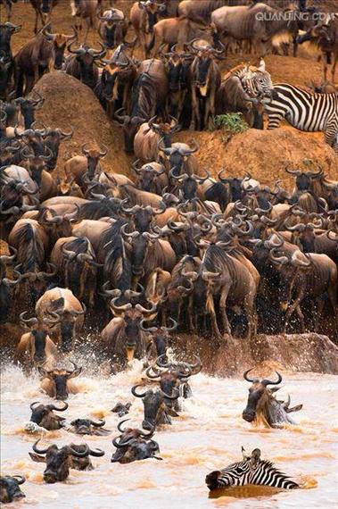 猎人荒野的召唤蓝角马全攻略_蓝角马高效猎取技巧