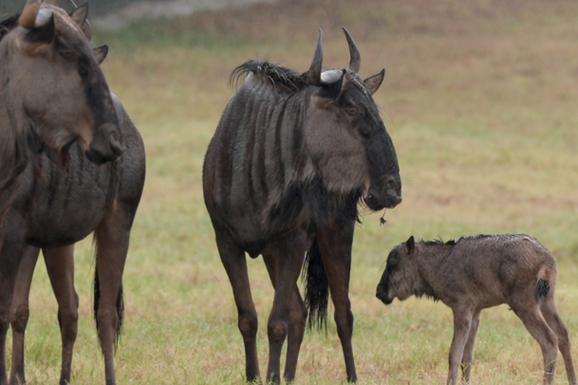 猎人荒野的召唤蓝角马全攻略_蓝角马高效猎取技巧