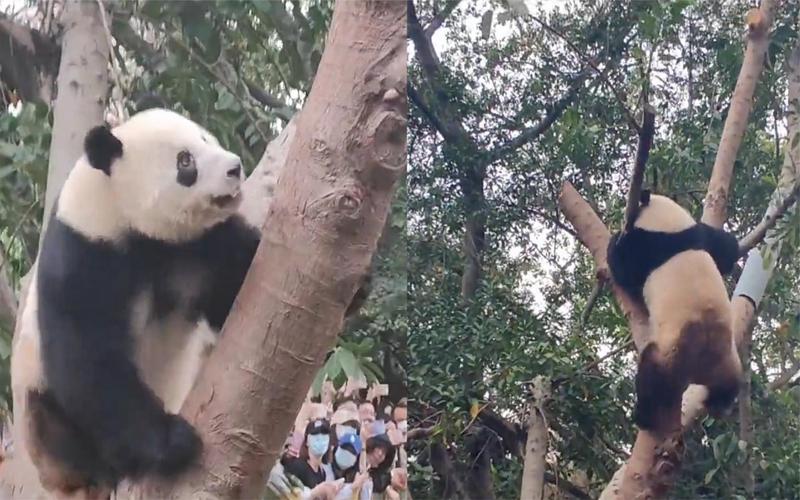 熊猫翻滚最全游戏攻略解说_熊猫翻滚最新游戏技巧通关