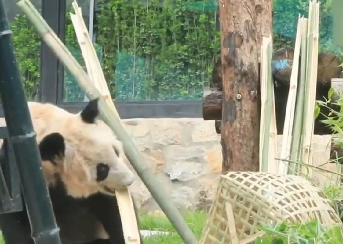 熊猫爬竹子最全游戏攻略解说_熊猫爬竹子最新游戏技巧通关