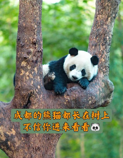 熊猫大战最全游戏攻略解说_熊猫大战最新游戏技巧通关