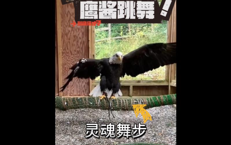 灵魂舞步最全游戏攻略解说_灵魂舞步最新游戏技巧通关