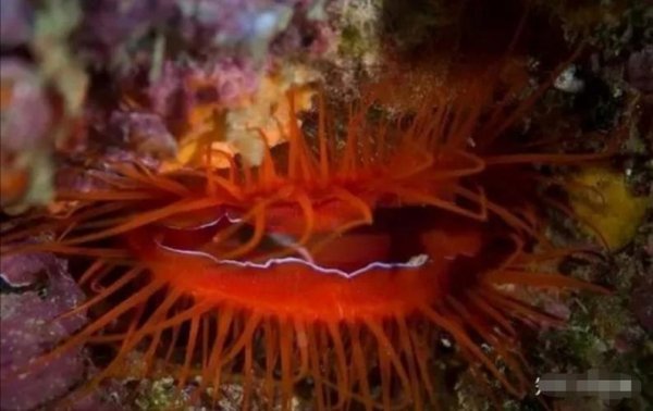 火焰贝最全游戏攻略解说_火焰贝最新游戏技巧通关