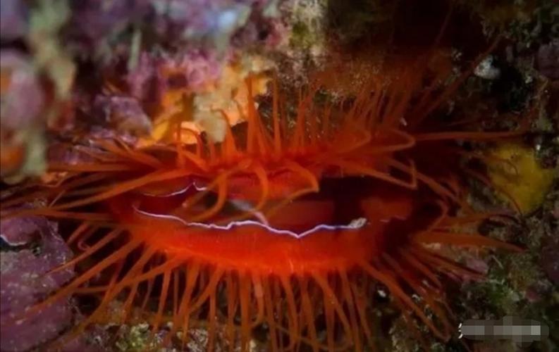 火焰贝最全游戏攻略解说_火焰贝最新游戏技巧通关