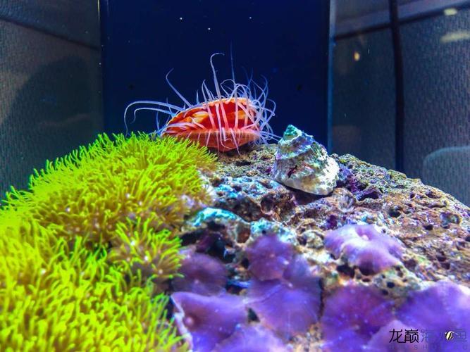 火焰贝最全游戏攻略解说_火焰贝最新游戏技巧通关