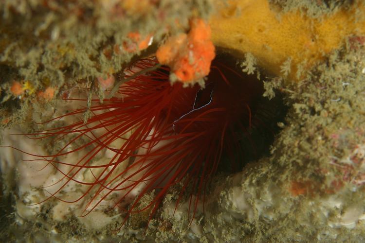 火焰贝最全游戏攻略解说_火焰贝最新游戏技巧通关