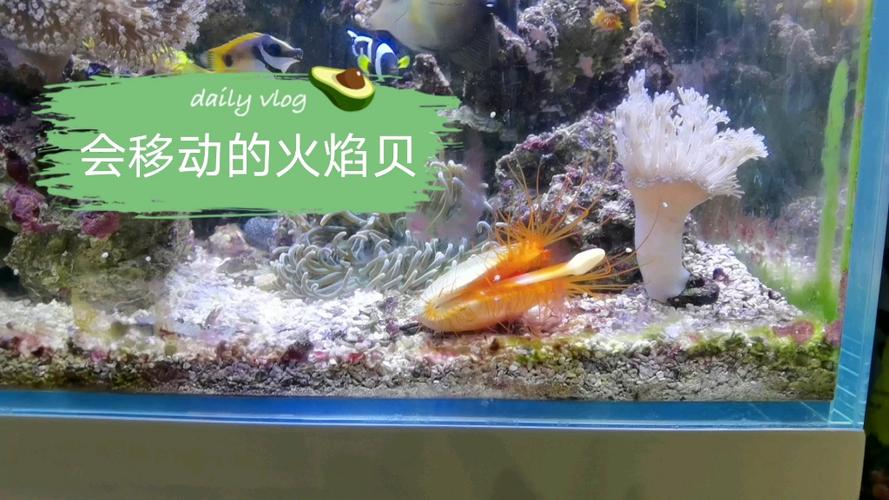 火焰贝最全游戏攻略解说_火焰贝最新游戏技巧通关