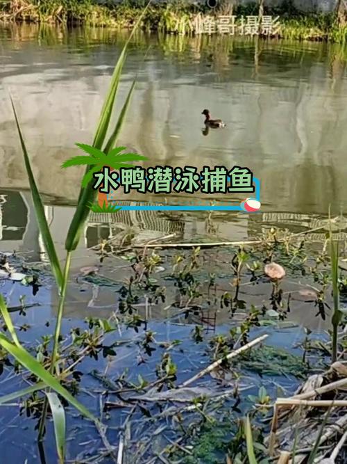 潜水捕鱼最全游戏攻略解说_潜水捕鱼最新游戏技巧通关