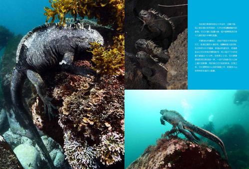 海洋精灵最全游戏攻略解说_海洋精灵最新游戏技巧通关