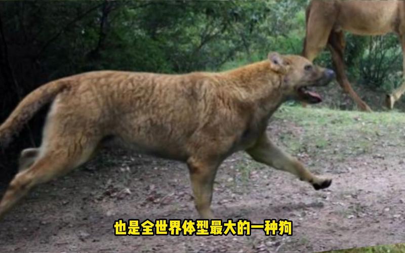 海德尼上犬最全游戏攻略解说_海德尼上犬最新游戏技巧通关