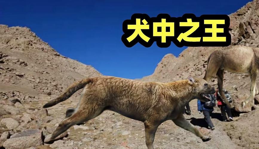 海德尼上犬最全游戏攻略解说_海德尼上犬最新游戏技巧通关