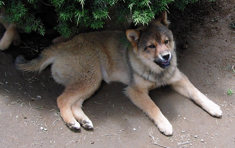 海德尼上犬最全游戏攻略解说_海德尼上犬最新游戏技巧通关