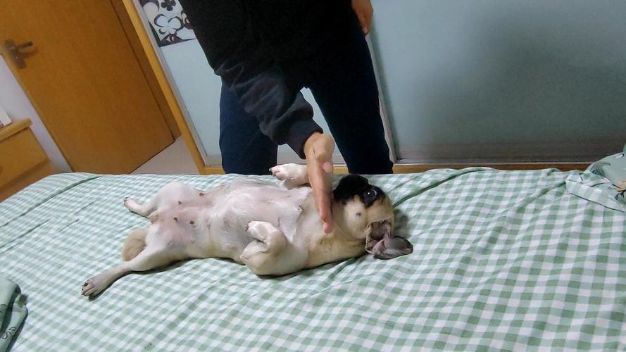 沙狗游戏最全攻略解说_沙狗游戏最新技巧通关