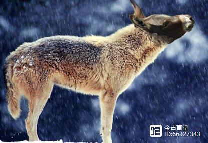 沙犷最全游戏攻略解说_沙犷最新游戏技巧通关