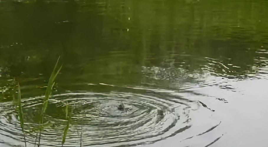 水青全流程攻略技巧_水青最新玩法通关秘籍