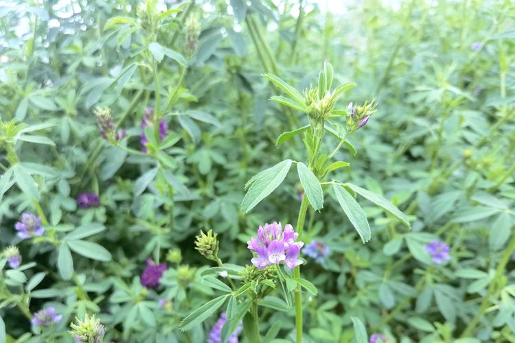 毽子草全游戏攻略解说_毽子草最新游戏技巧通关