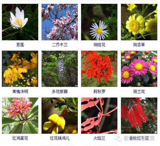 毽子花最全游戏攻略解说_毽子花最新游戏技巧通关