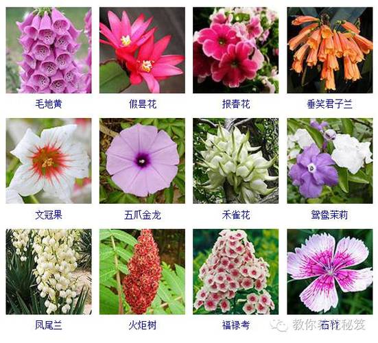 毽子花最全游戏攻略解说_毽子花最新游戏技巧通关