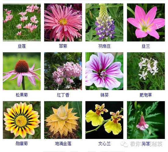 毽子花最全游戏攻略解说_毽子花最新游戏技巧通关