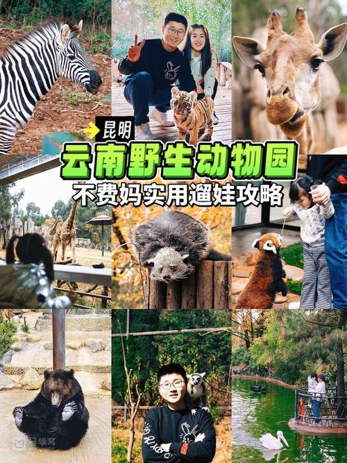 欢乐动物园全流程攻略_欢乐动物园实用技巧大揭秘
