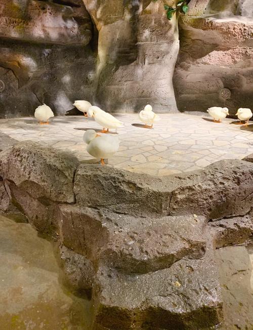 欢乐动物园全流程攻略_欢乐动物园实用技巧大揭秘