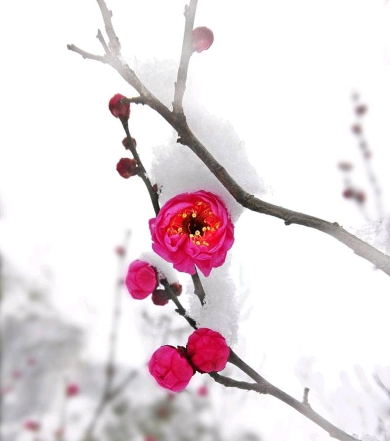 梅香雪最全游戏攻略解说_梅香雪最新游戏技巧通关