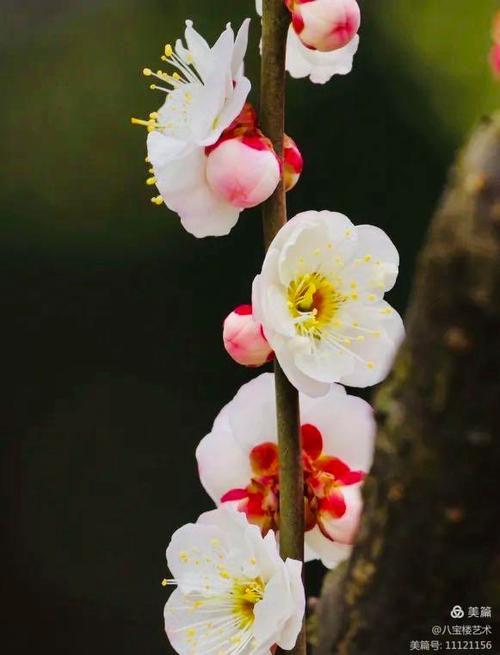 梅香雪最全游戏攻略解说_梅香雪最新游戏技巧通关