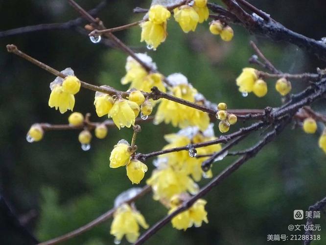 梅香雪最全游戏攻略解说_梅香雪最新游戏技巧通关