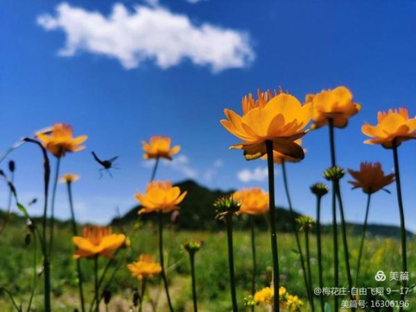 梅花庄最全游戏攻略解说_梅花庄最新游戏技巧通关
