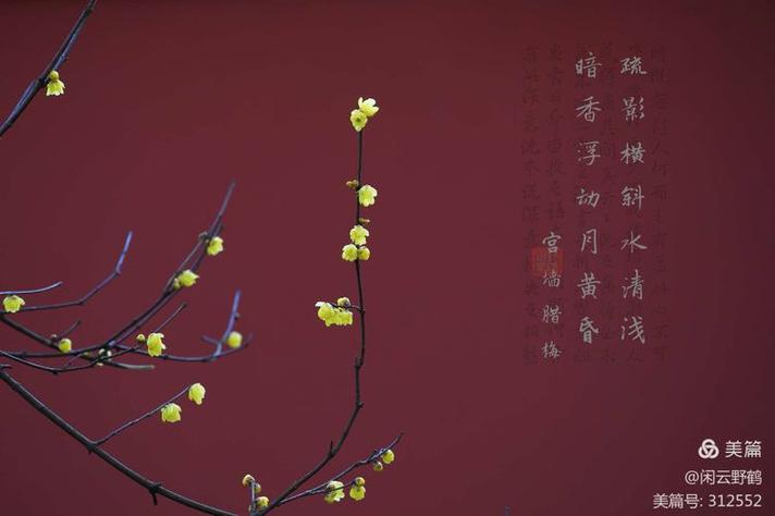 梅影游戏全攻略解说_梅影最新技巧通关